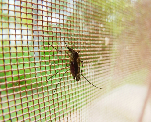 Mosquiteras a medida en Parla: Soluciones personalizadas
